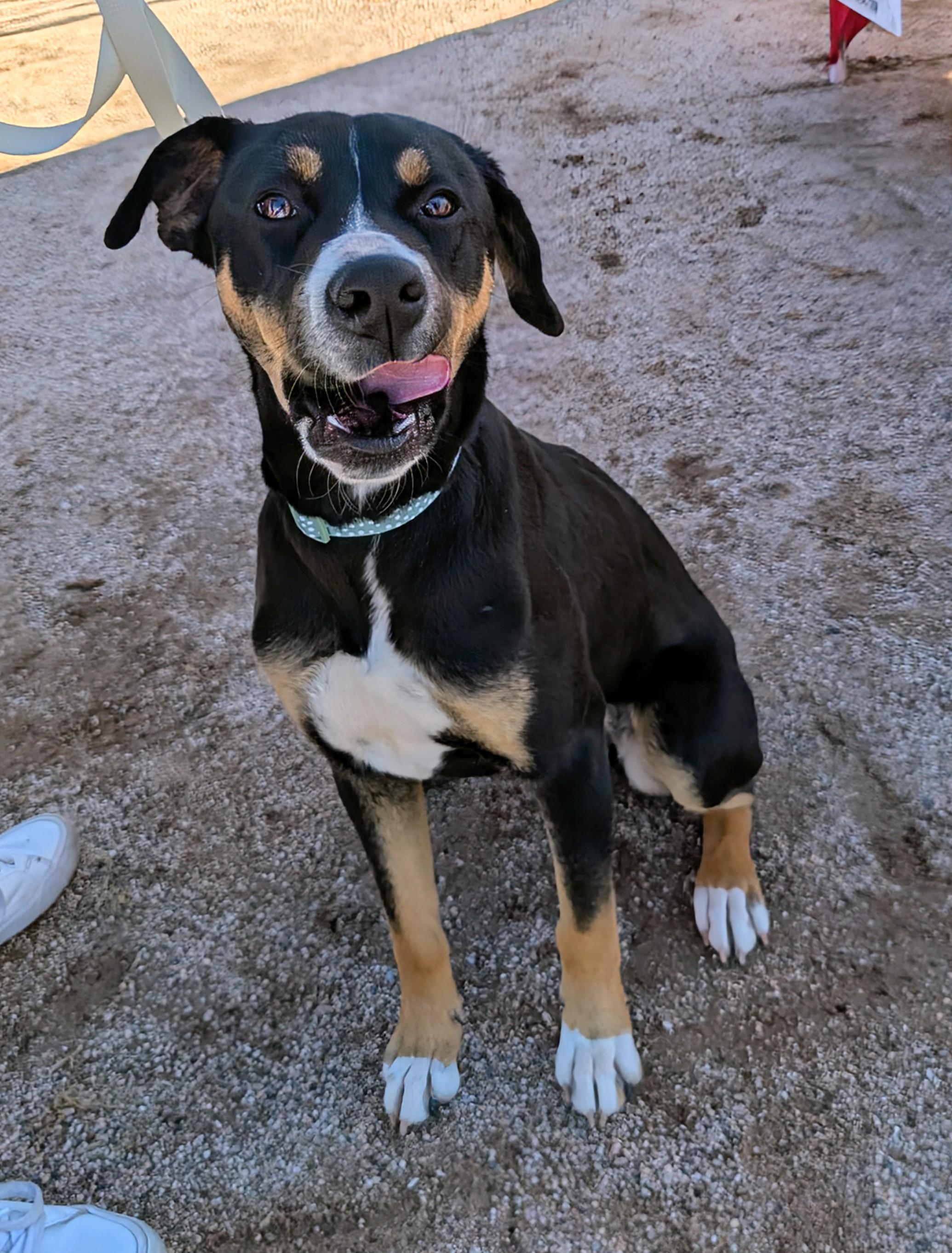 Enlarge Maggie , a ADOPTABLE mixed breed in Saint David, AZ image 5/5