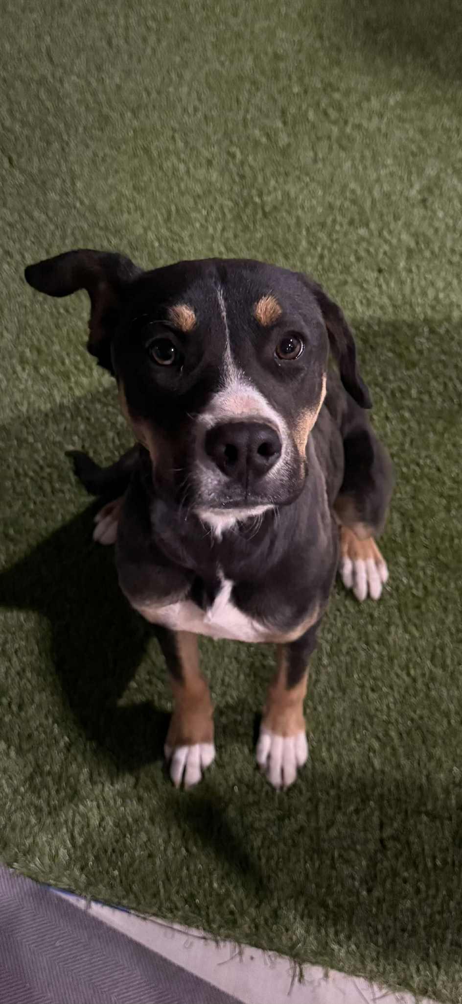 Mojo, ADOPTABLE, Young Female Dogo Argentino & Rottweiler.