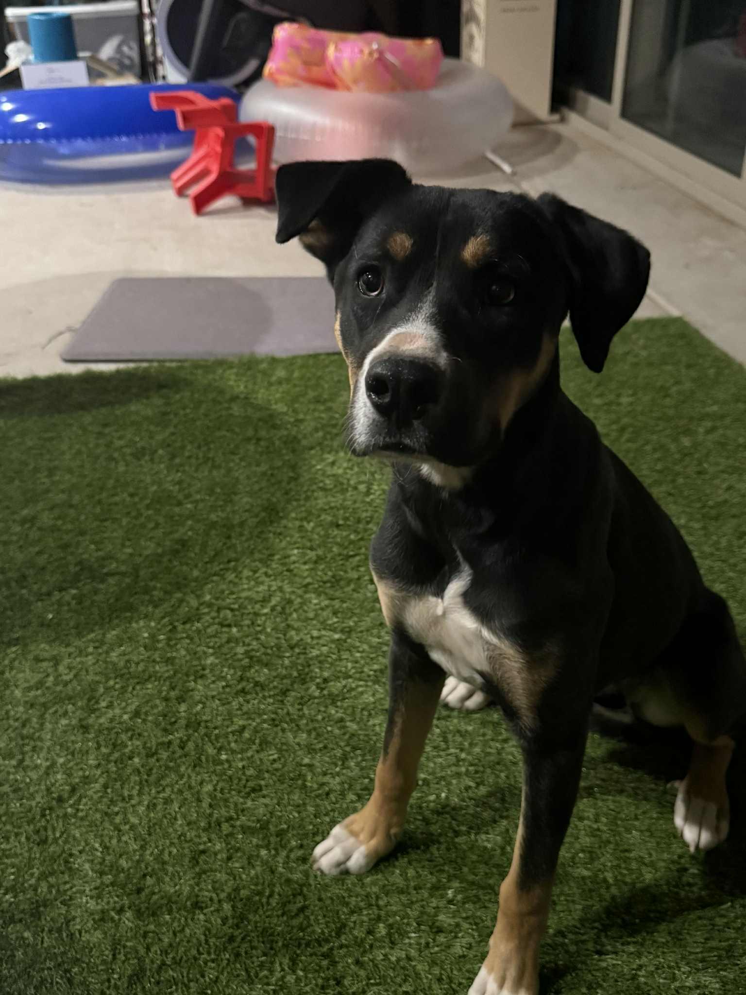 Mojo, a ADOPTABLE mixed breed in Saint David, AZ image 2/2