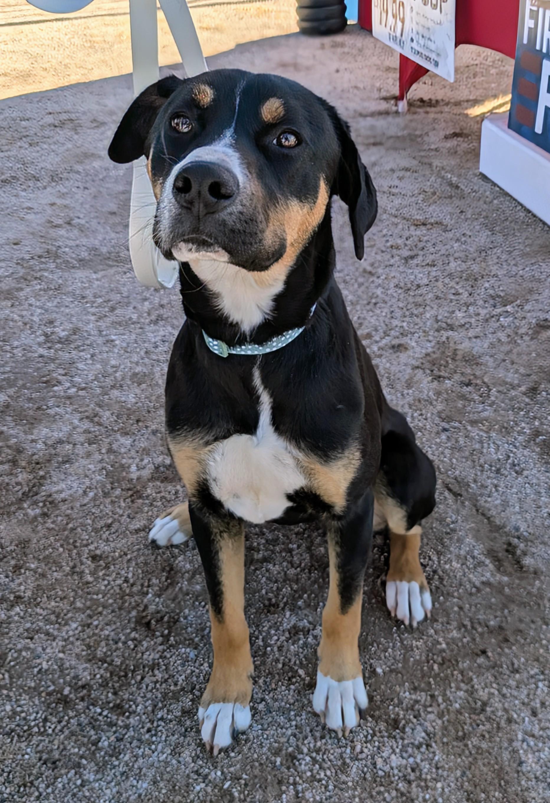 Enlarge Maggie , a ADOPTABLE mixed breed in Saint David, AZ image 4/5