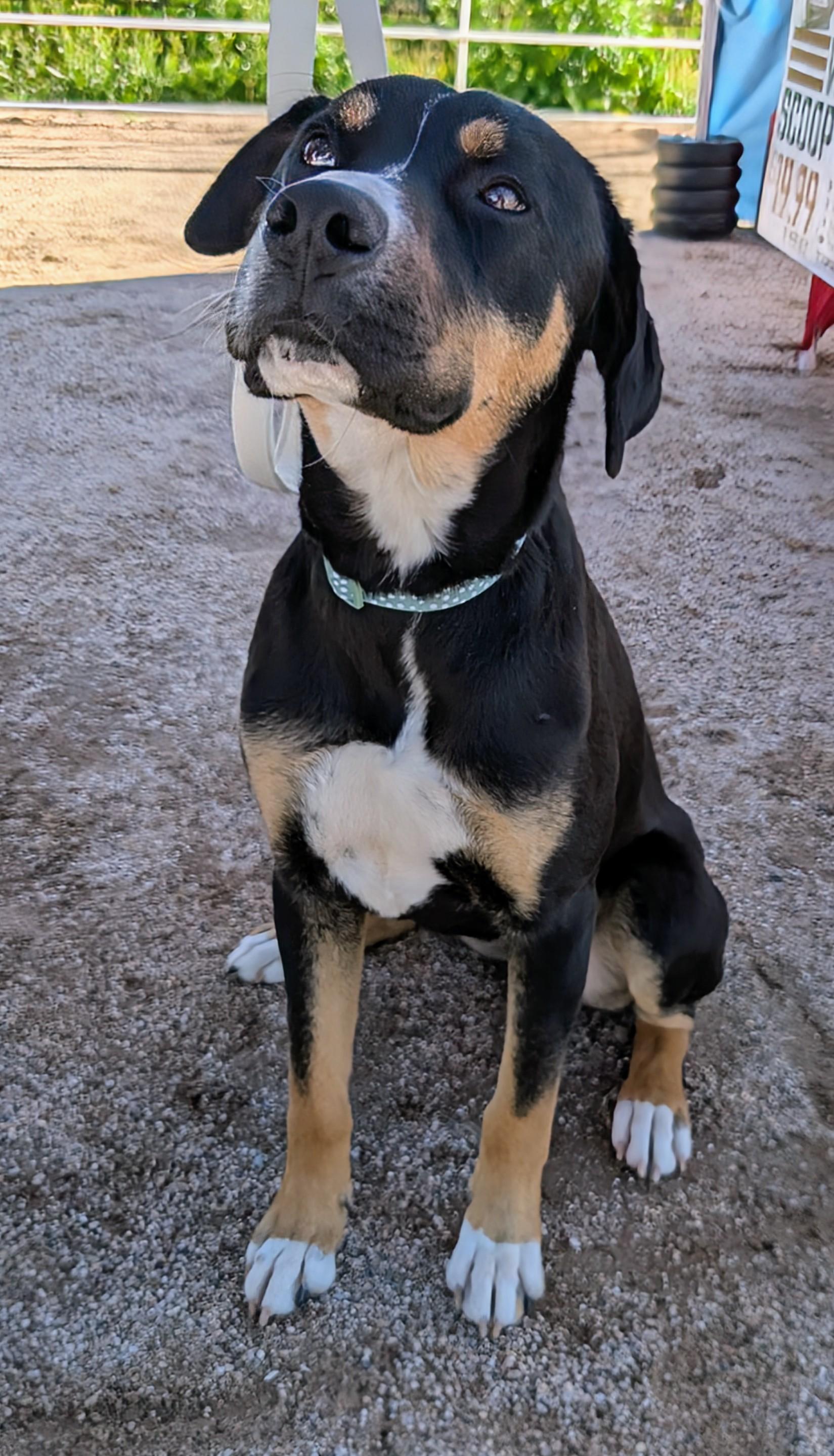 Enlarge Maggie , a ADOPTABLE mixed breed in Saint David, AZ image 3/5