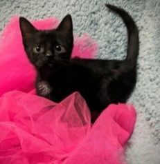 Kicker - in Foster, an adoptable Domestic Short Hair in Gloucester, MA, 01930 | Photo Image 4