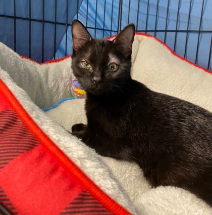 Kicker - in Foster, an adoptable Domestic Short Hair in Gloucester, MA, 01930 | Photo Image 3