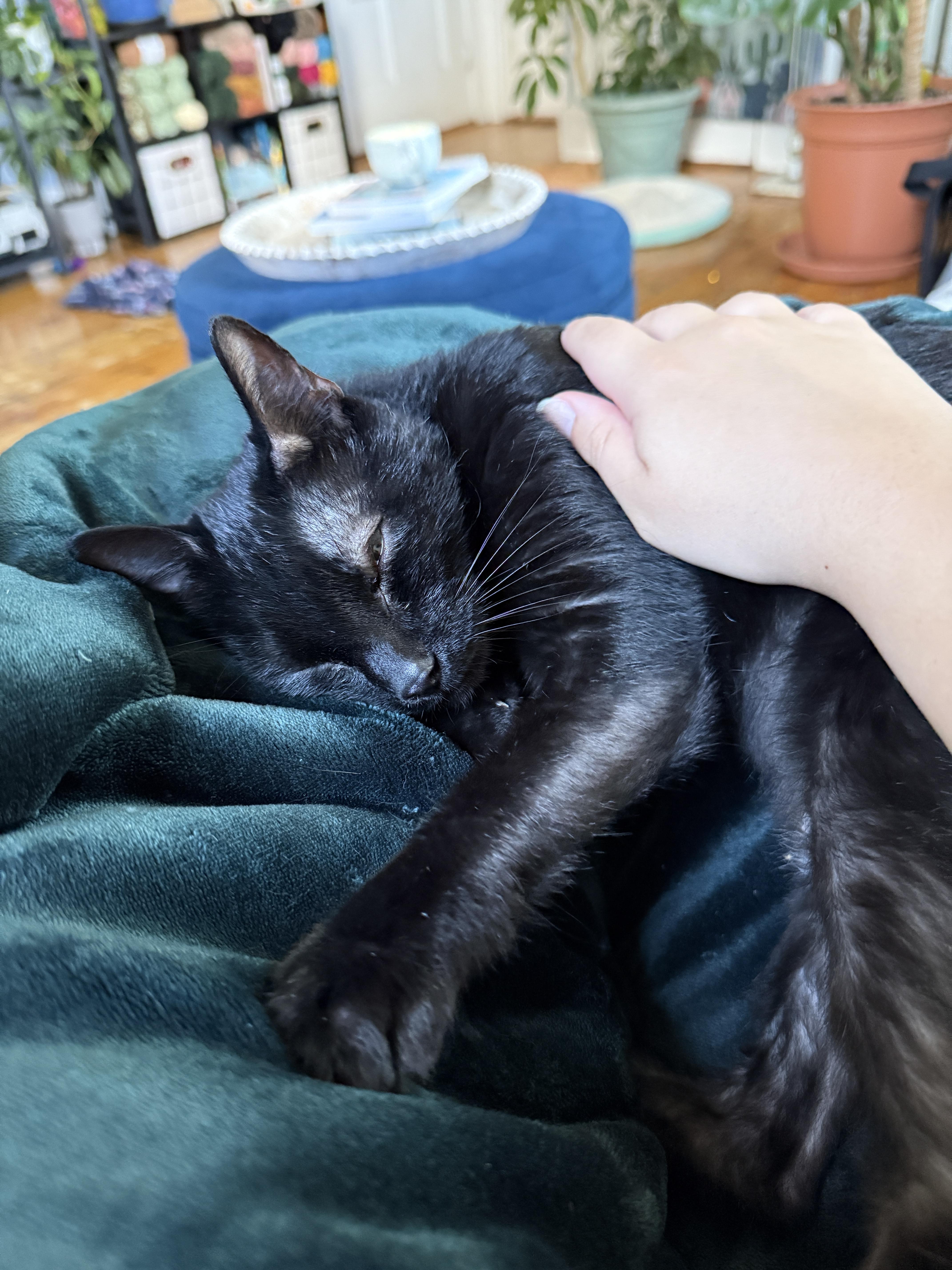 Kicker - in Foster, an adoptable Domestic Short Hair in Gloucester, MA, 01930 | Photo Image 6