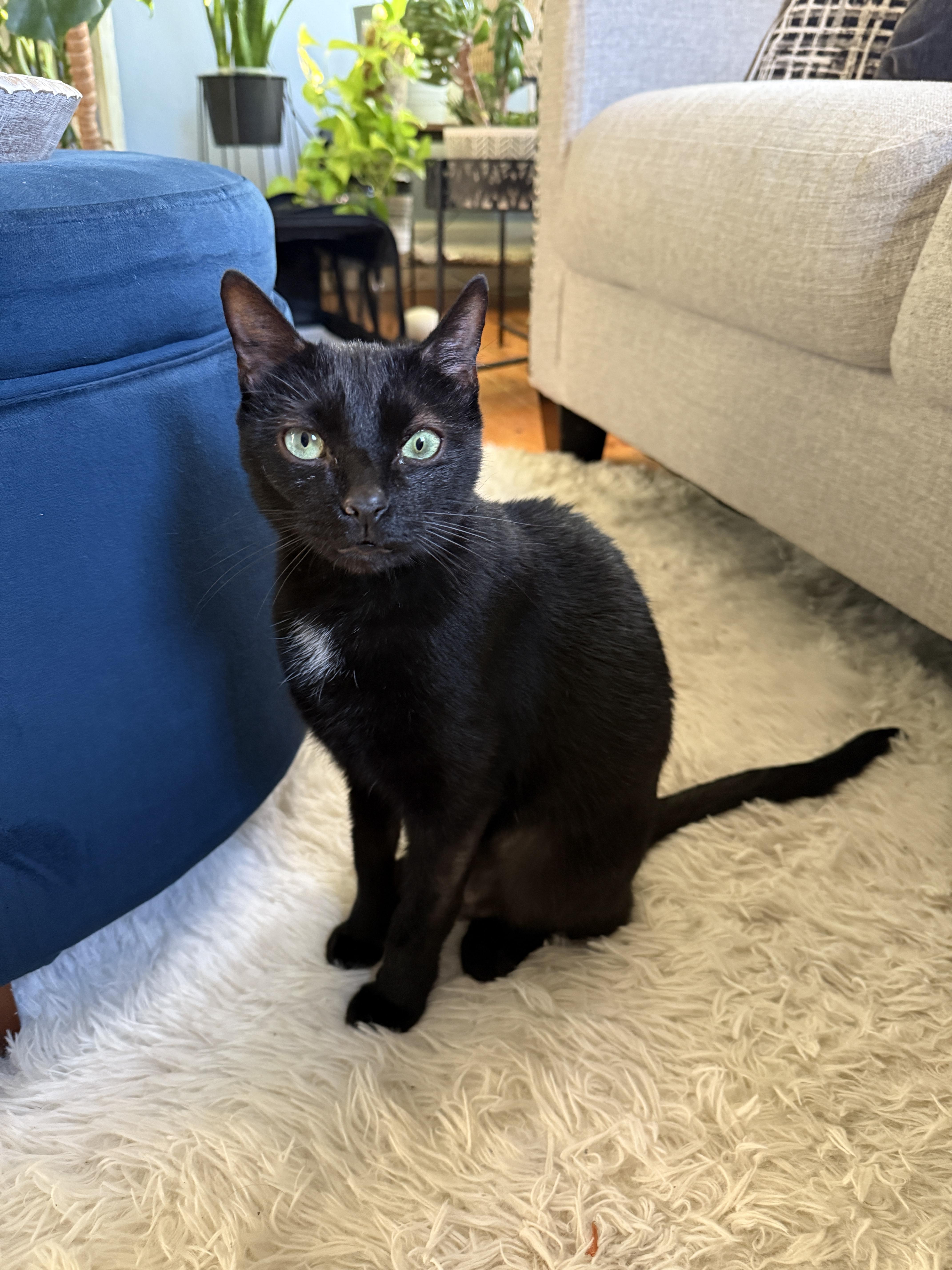 Kicker - in Foster, an adoptable Domestic Short Hair in Gloucester, MA, 01930 | Photo Image 1