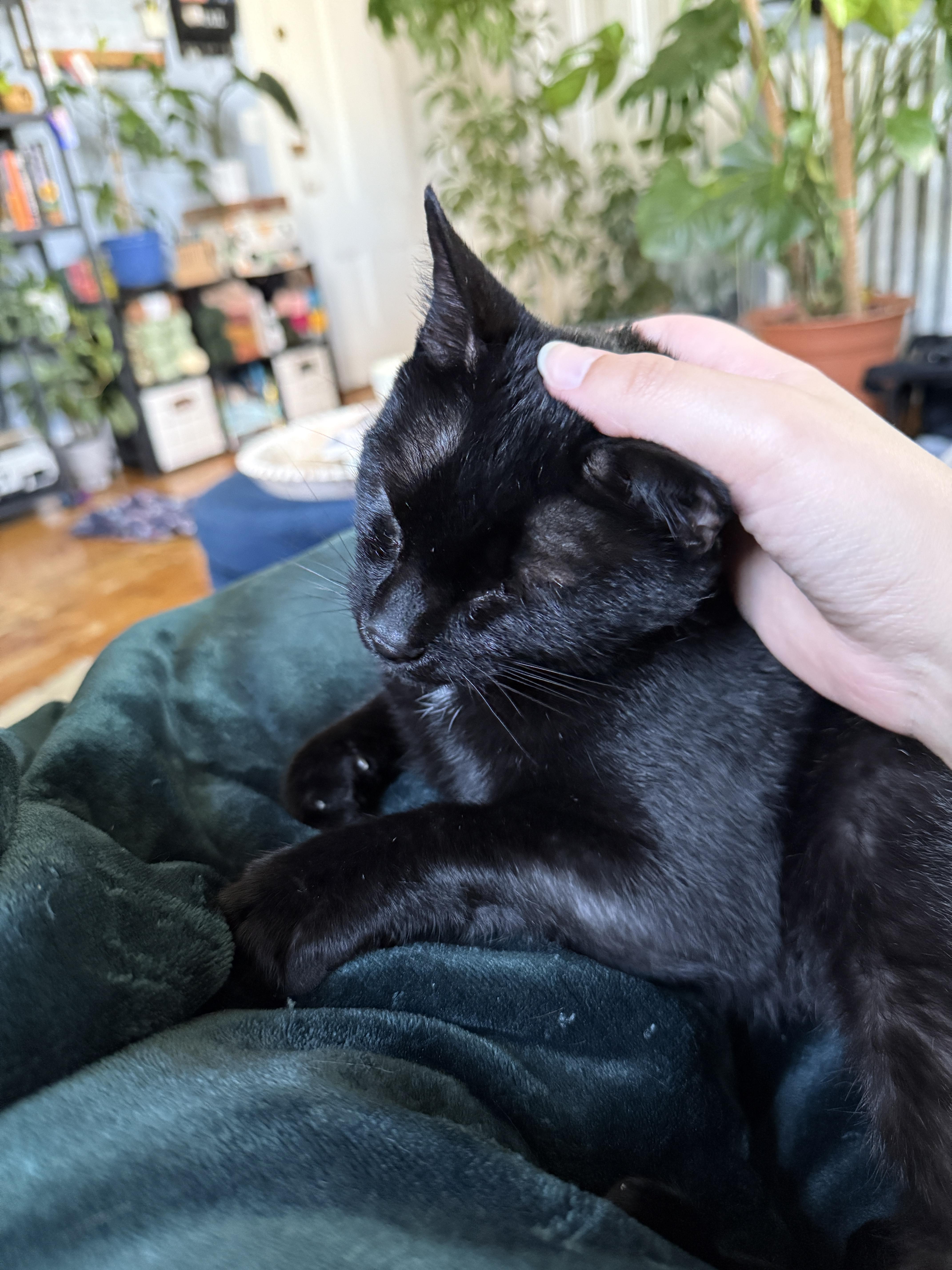 Kicker - in Foster, an adoptable Domestic Short Hair in Gloucester, MA, 01930 | Photo Image 5