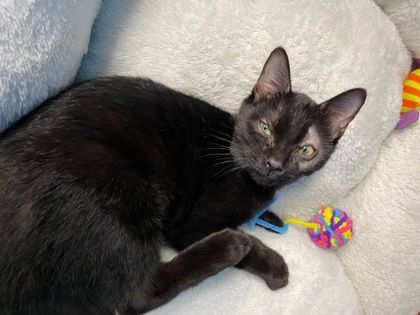 Kicker - in Foster, an adoptable Domestic Short Hair in Gloucester, MA, 01930 | Photo Image 2