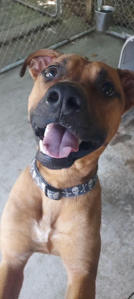 Knox, Adoptable, Adult Male Pit Bull Terrier.