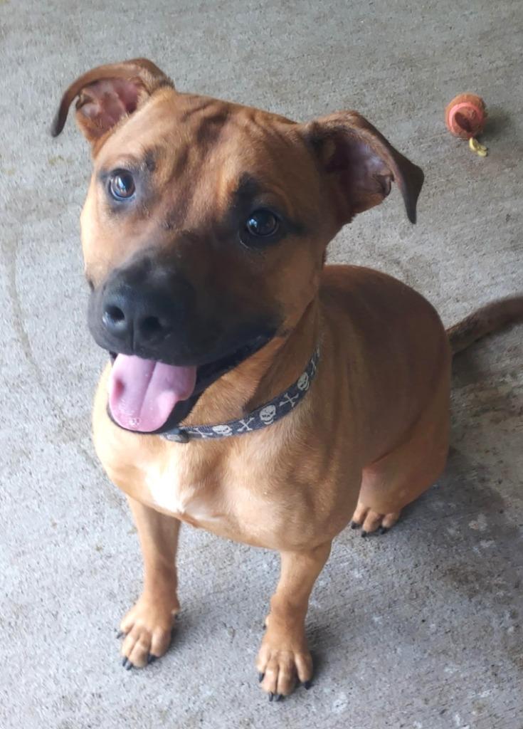 Enlarge Knox, a Adoptable Pit Bull Terrier in Saint Clairsville, OH image 3/4