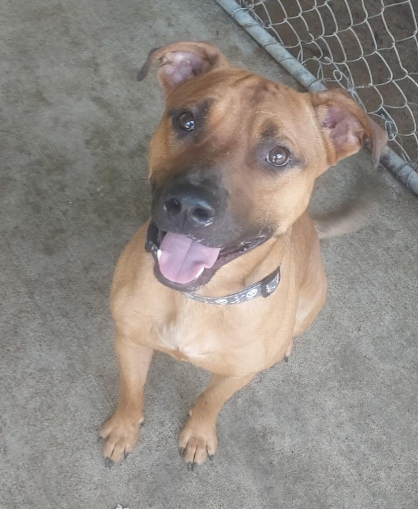 Enlarge Knox, a Adoptable Pit Bull Terrier in Saint Clairsville, OH image 4/4