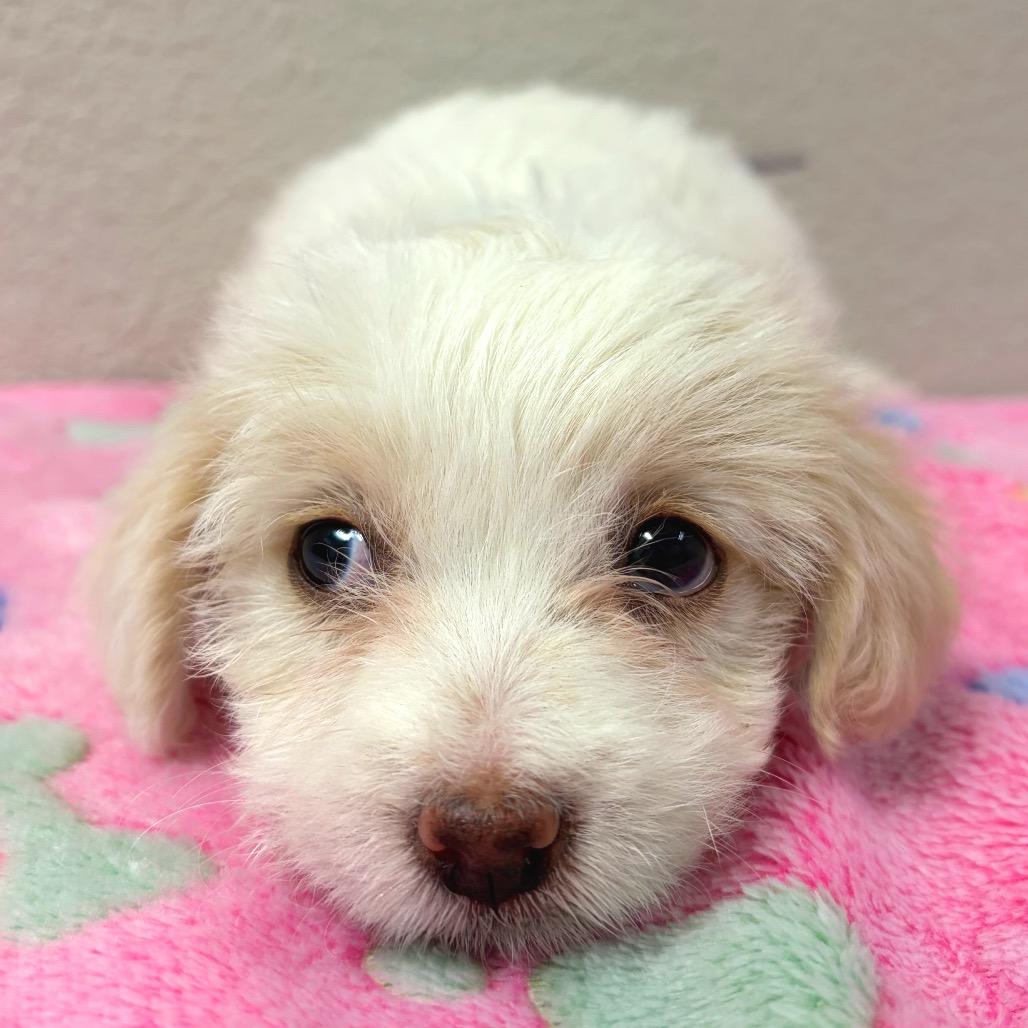 947 (2026) Violet, Adoptable, Puppy Female Maltese & Mixed Breed.