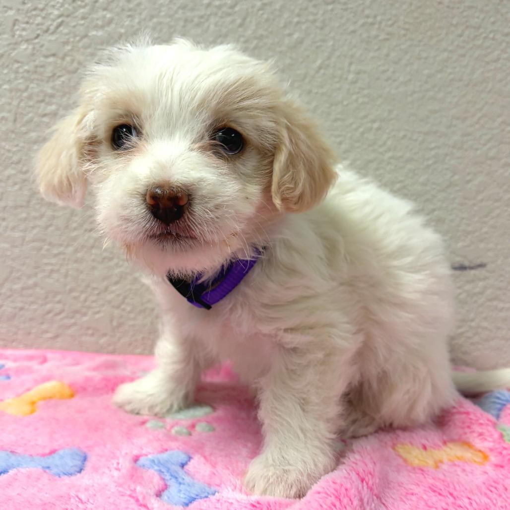 947 (2026) Violet, a Adoptable mixed breed in Parker, CO image 2/3