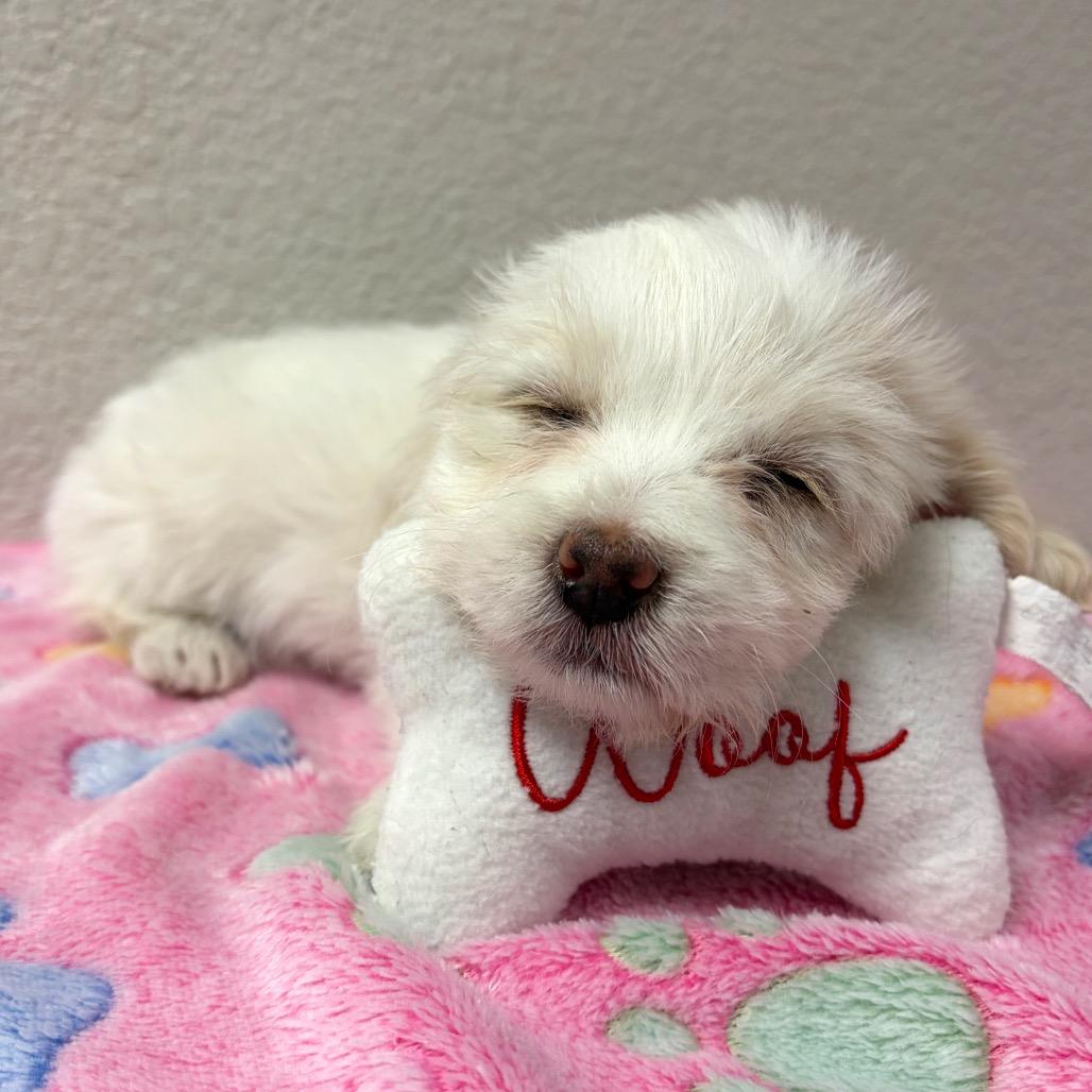 947 (2026) Violet, a Adoptable mixed breed in Parker, CO image 3/3