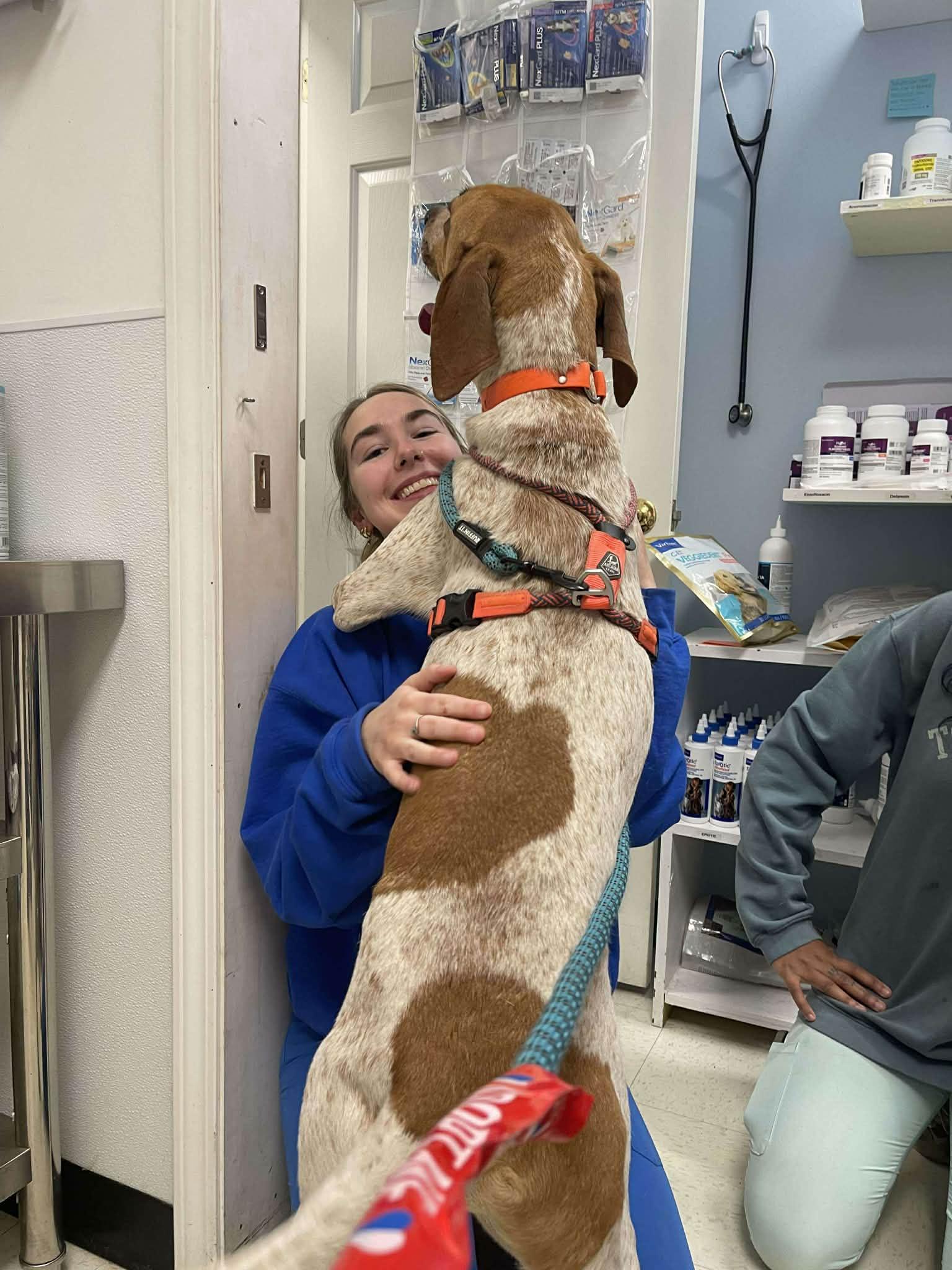 T-Bone, Adoptable, Adult Male Coonhound.