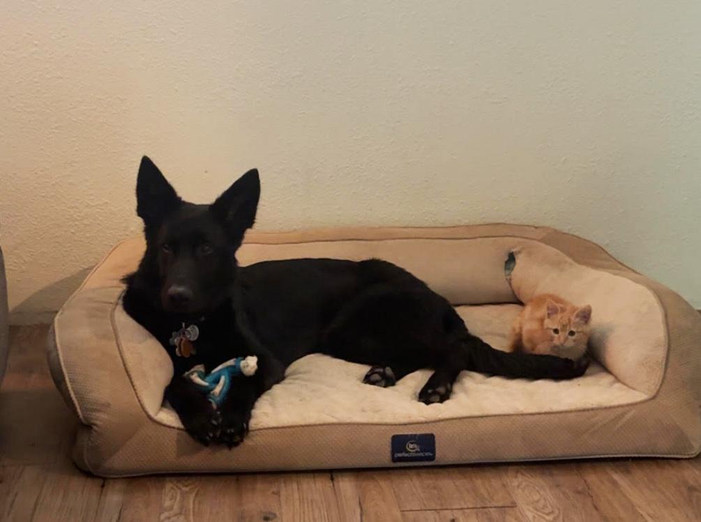 Enlarge Coju, a Adoptable German Shepherd Dog in Manhattan, KS image 3/6