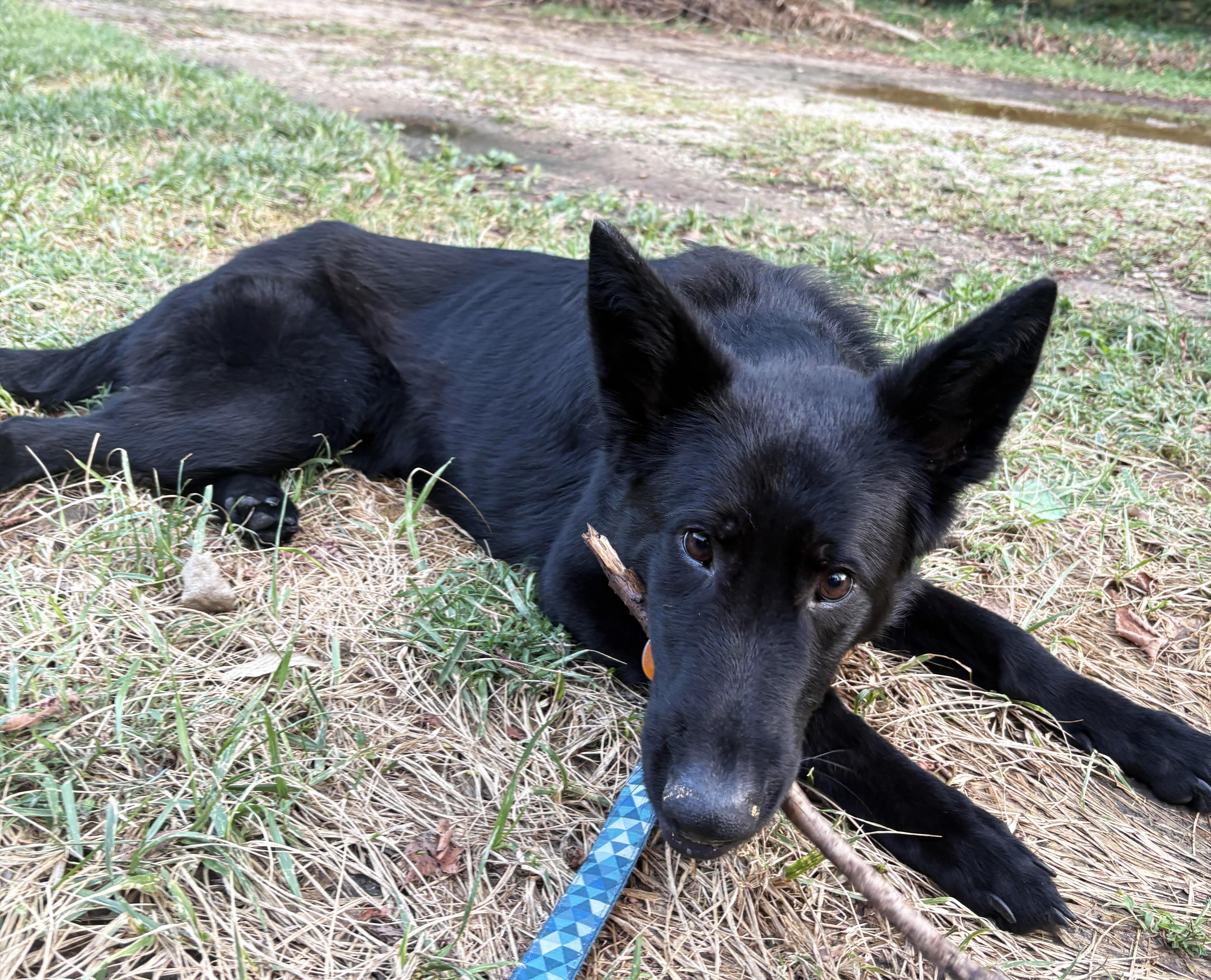 Coju, Adoptable, Adult Male German Shepherd Dog.