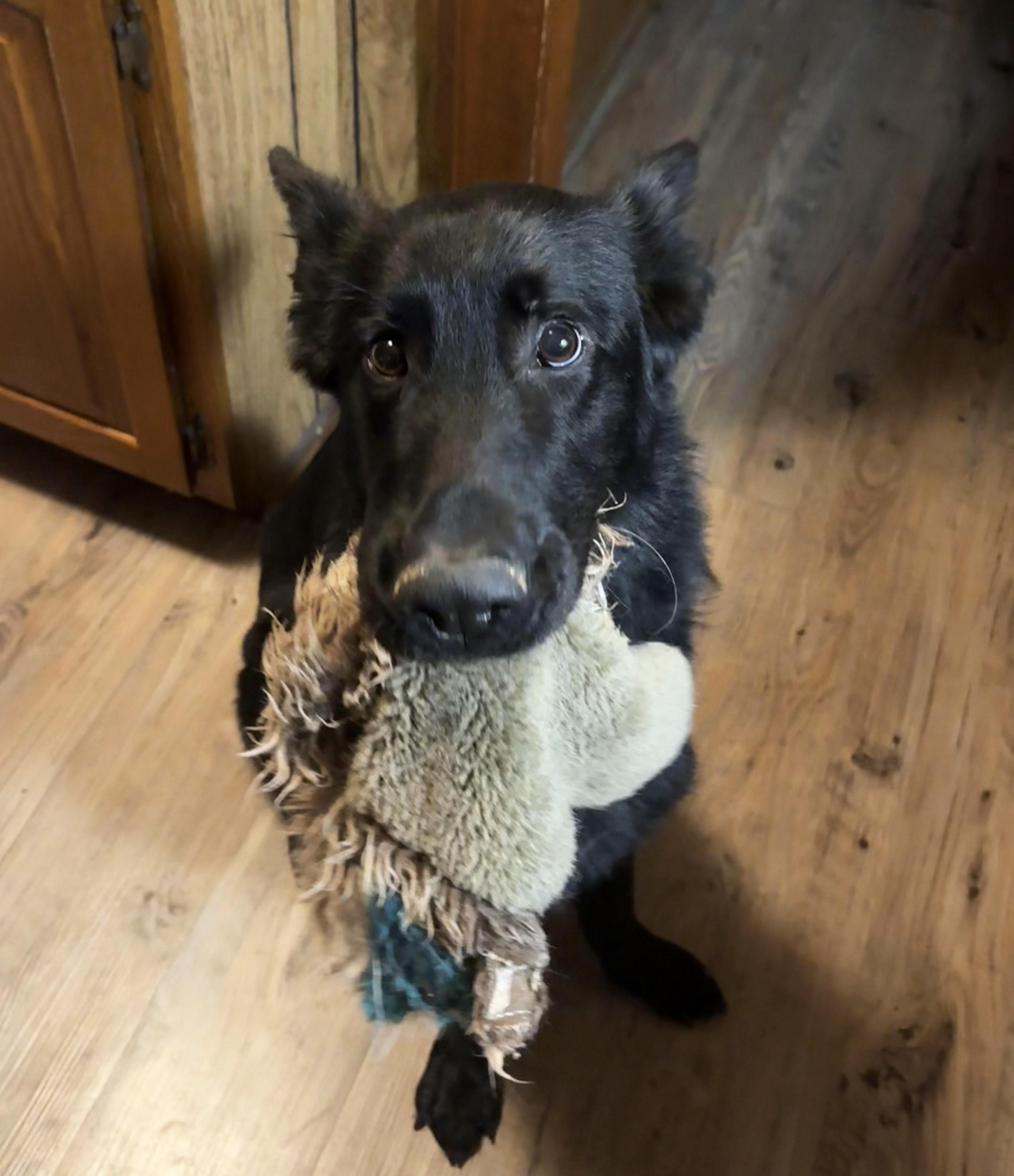 Enlarge Coju, a Adoptable German Shepherd Dog in Manhattan, KS image 2/6