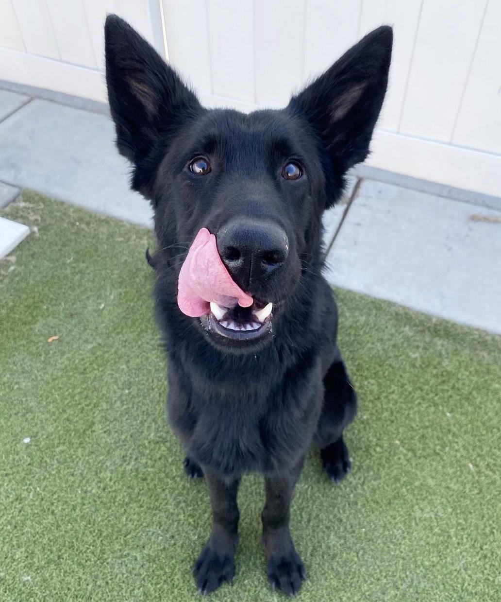 Enlarge Coju, a Adoptable German Shepherd Dog in Manhattan, KS image 5/6