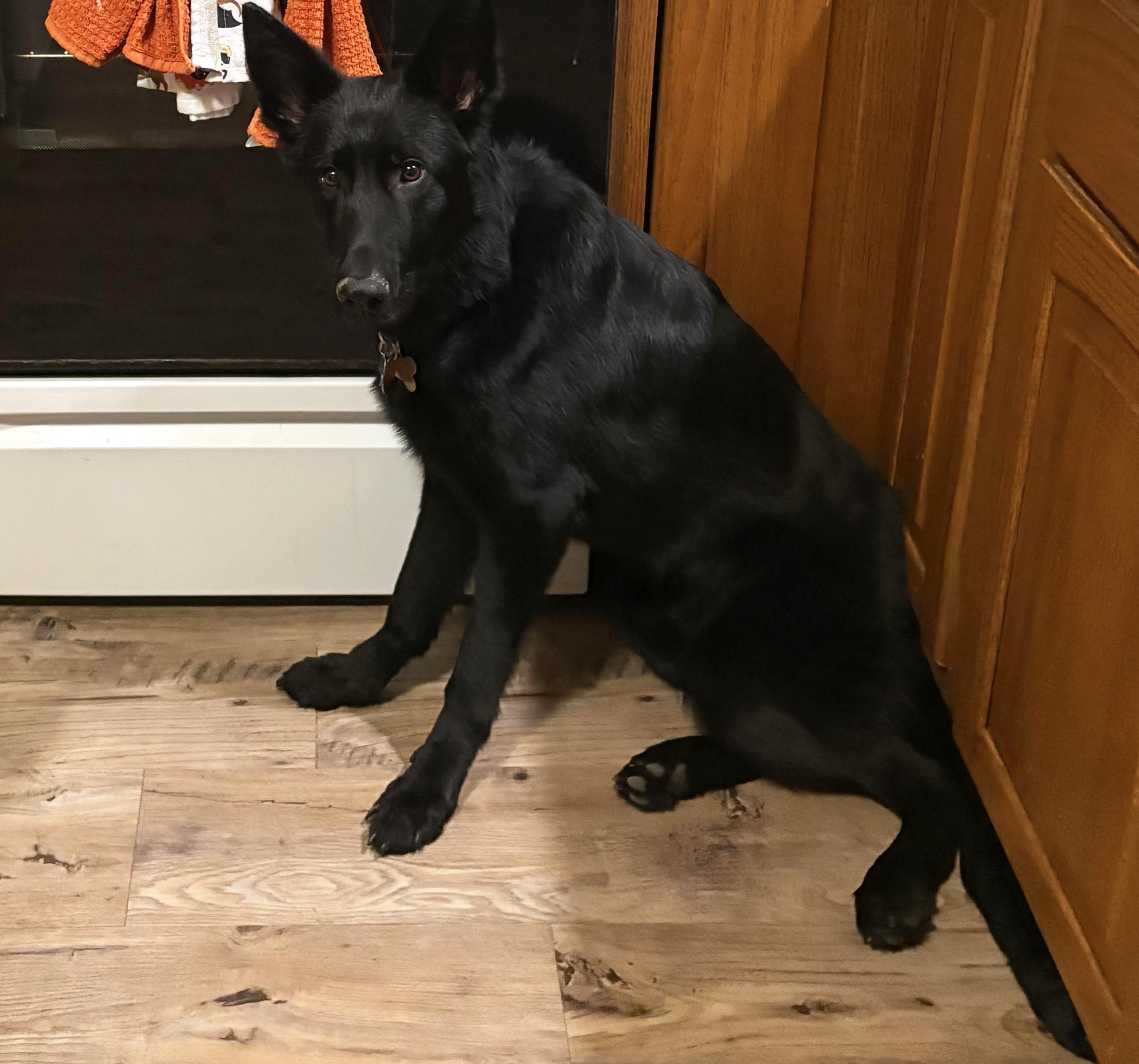 Enlarge Coju, a Adoptable German Shepherd Dog in Manhattan, KS image 6/6