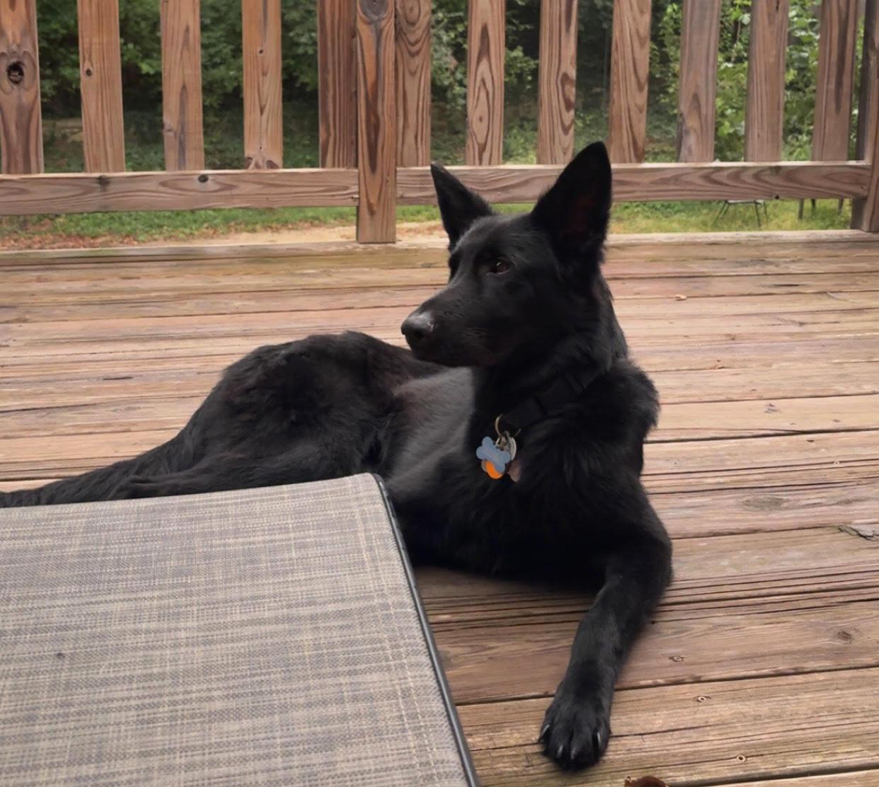 Enlarge Coju, a Adoptable German Shepherd Dog in Manhattan, KS image 4/6