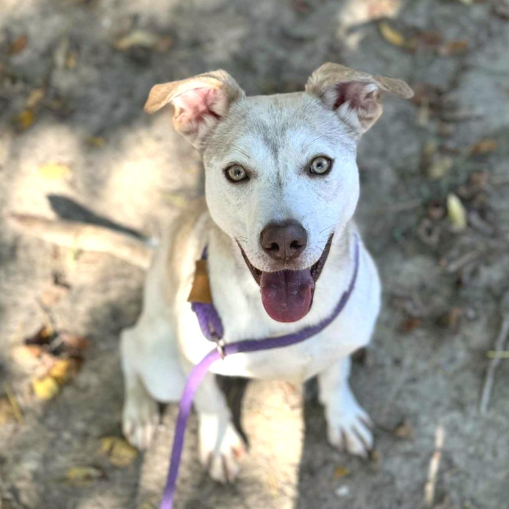 Cynder, Adoptable, Young Female Labrador Retriever.