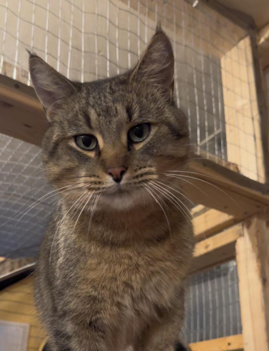 Myron, a Adoptable Domestic Short Hair in Belding, MI image 1/3