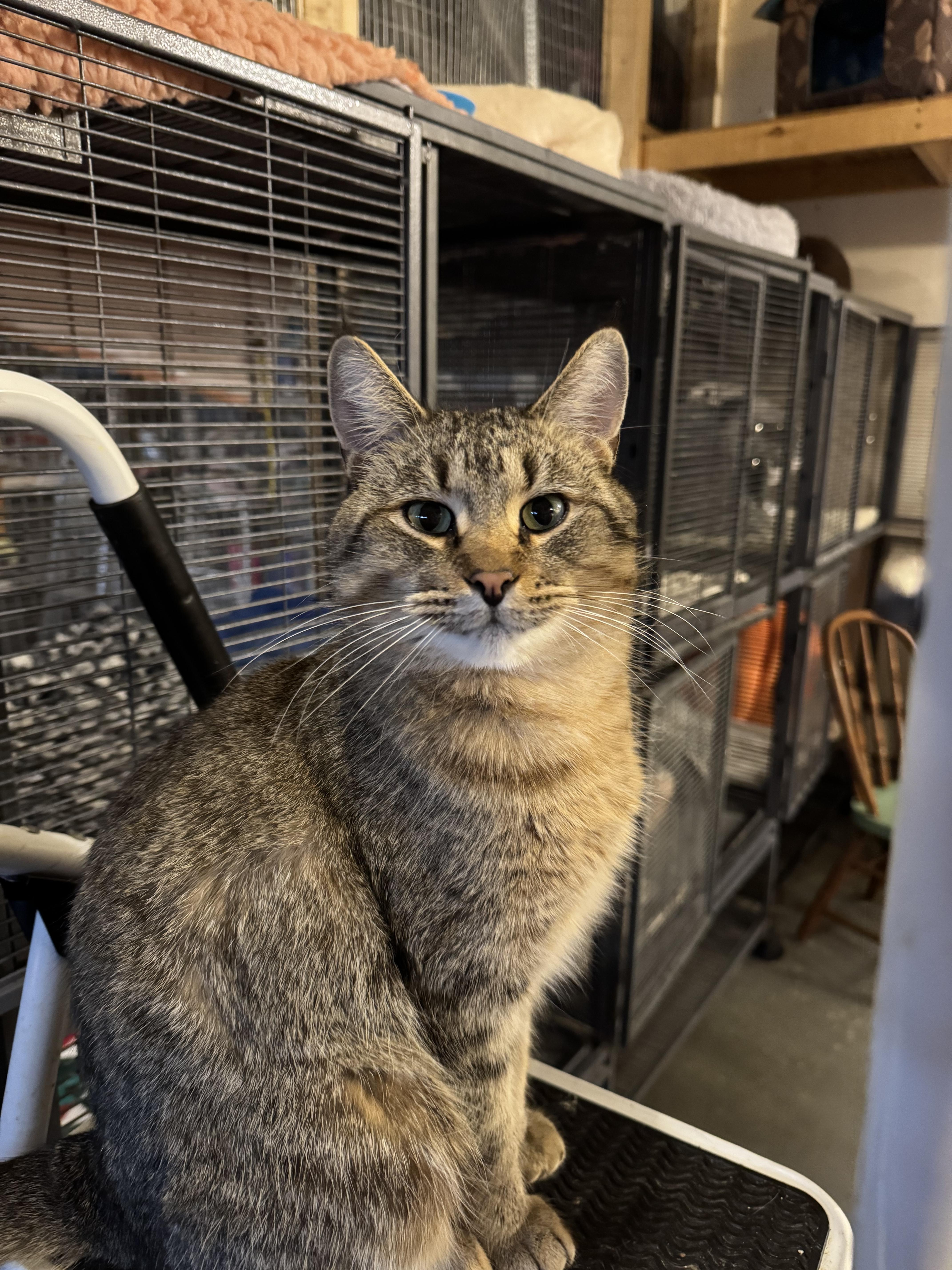 Myron, a Adoptable Domestic Short Hair in Belding, MI image 2/3