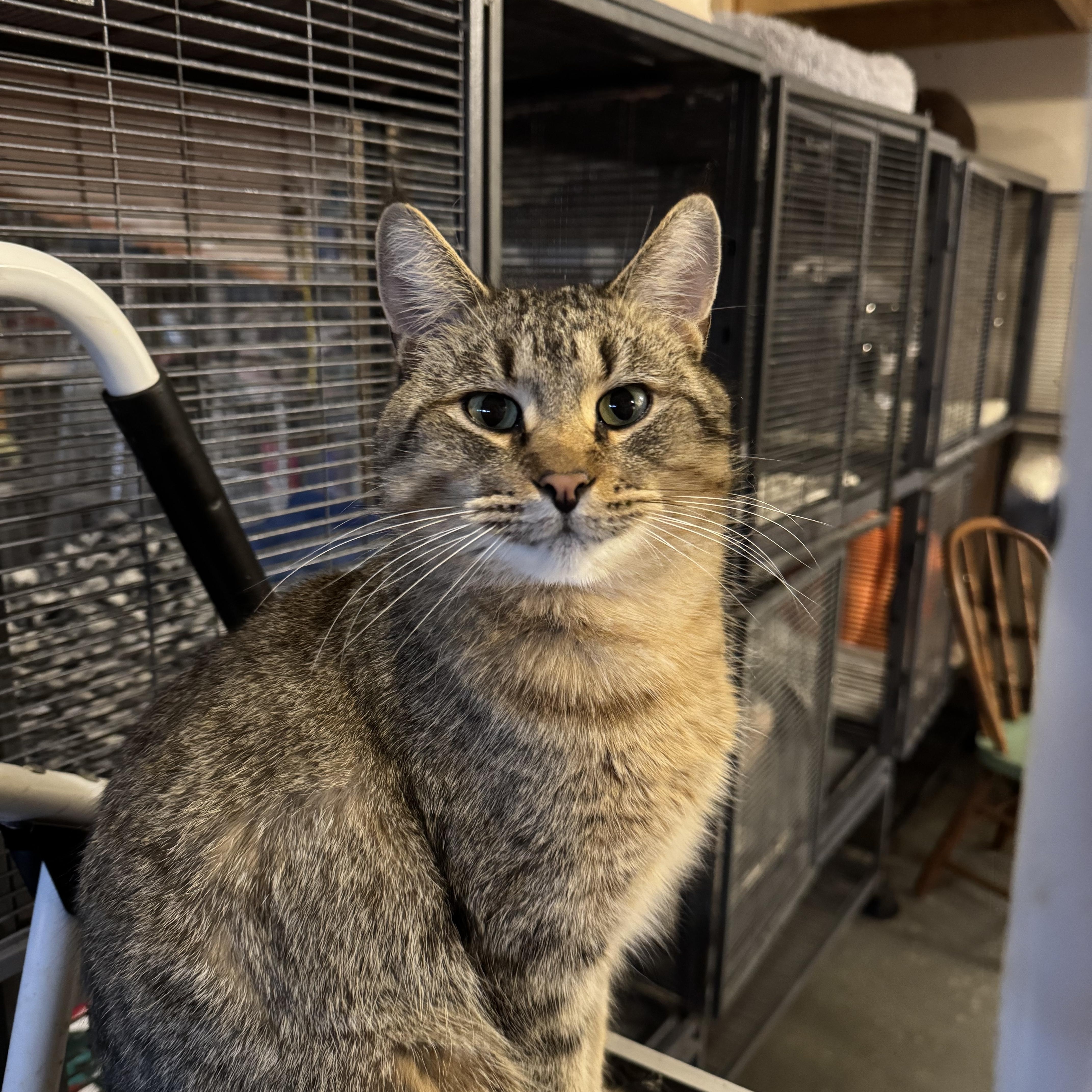 Enlarge Myron, a Adoptable Domestic Short Hair in Belding, MI image 2/3