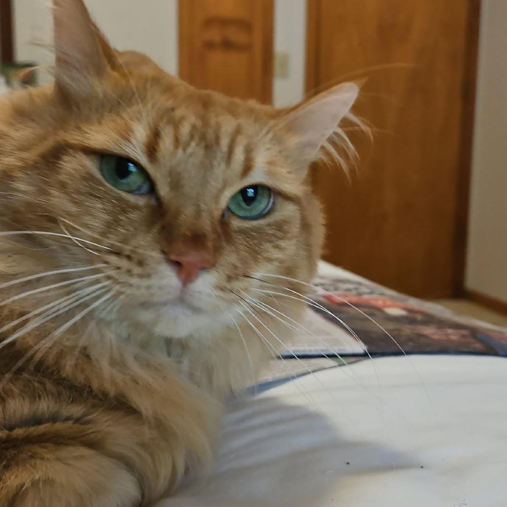 Enlarge Mijo, a Adoptable Domestic Long Hair in Brevard, NC image 1/1