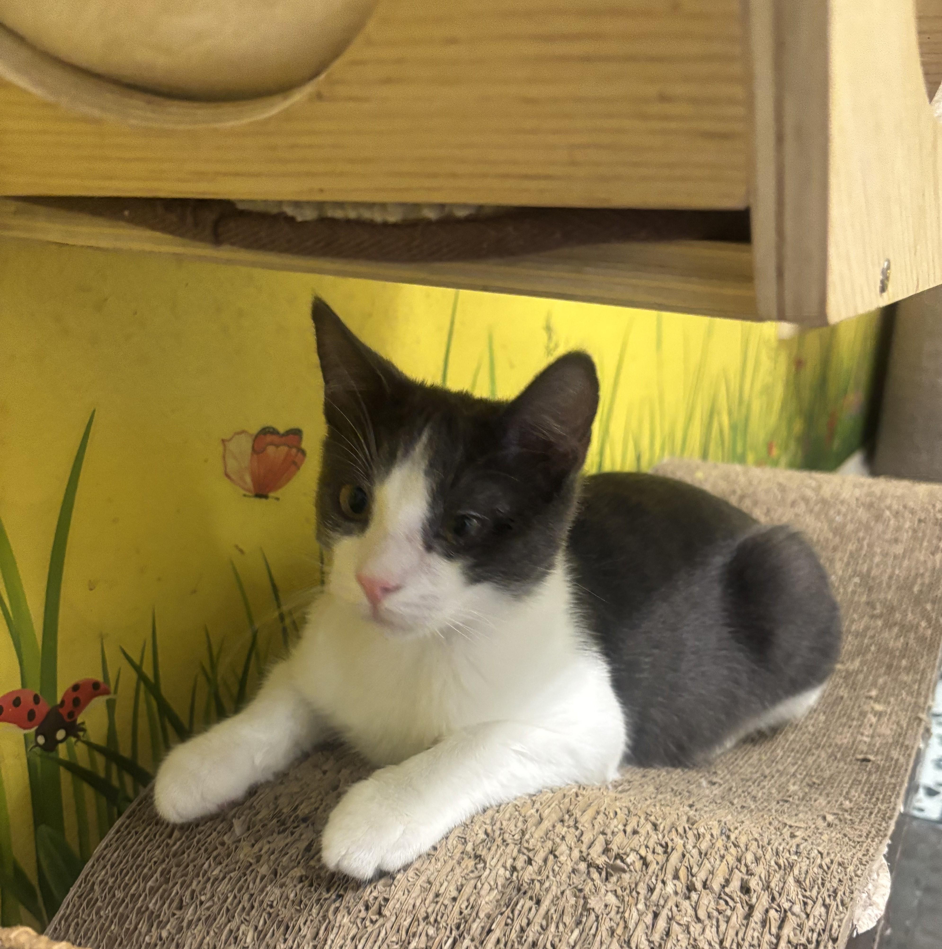 Enlarge Pinot, a Adoptable Domestic Short Hair in Whittier, CA image 4/6