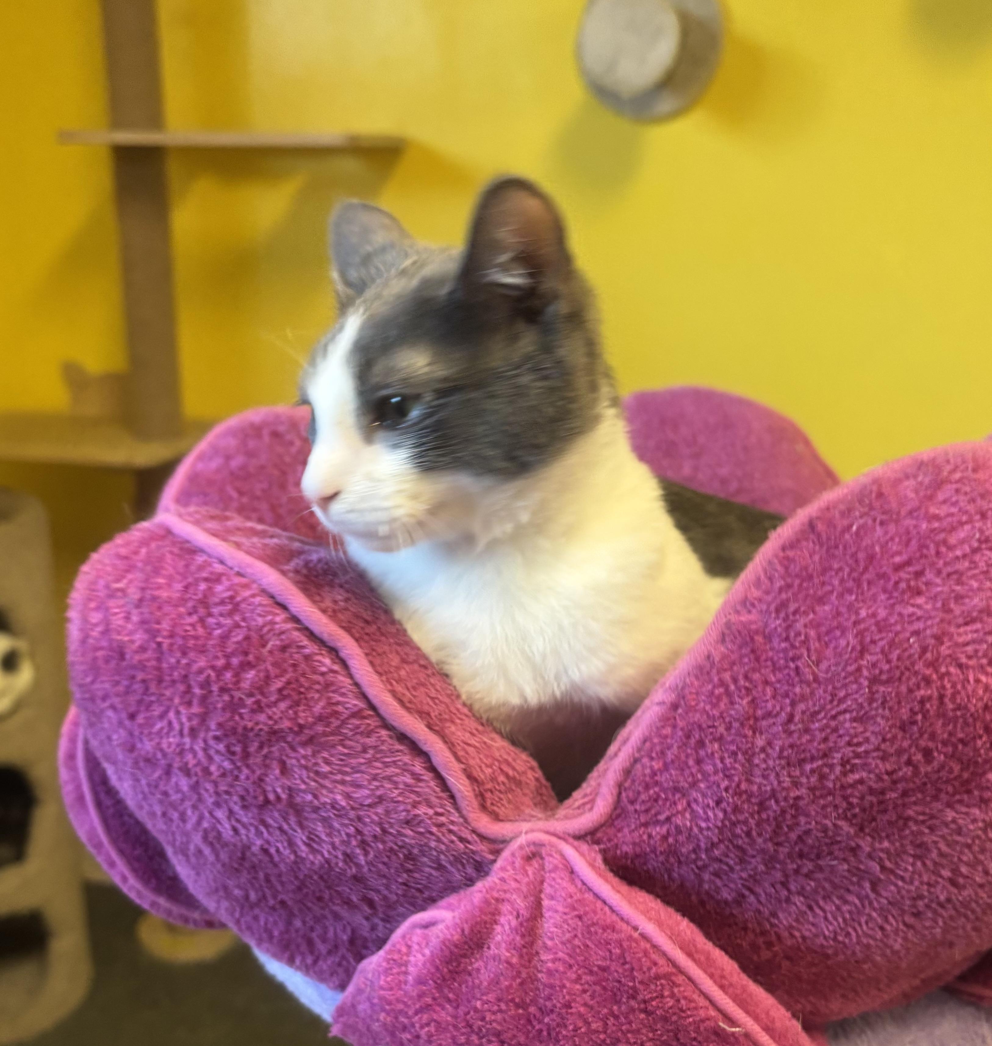 Enlarge Pinot, a Adoptable Domestic Short Hair in Whittier, CA image 3/6