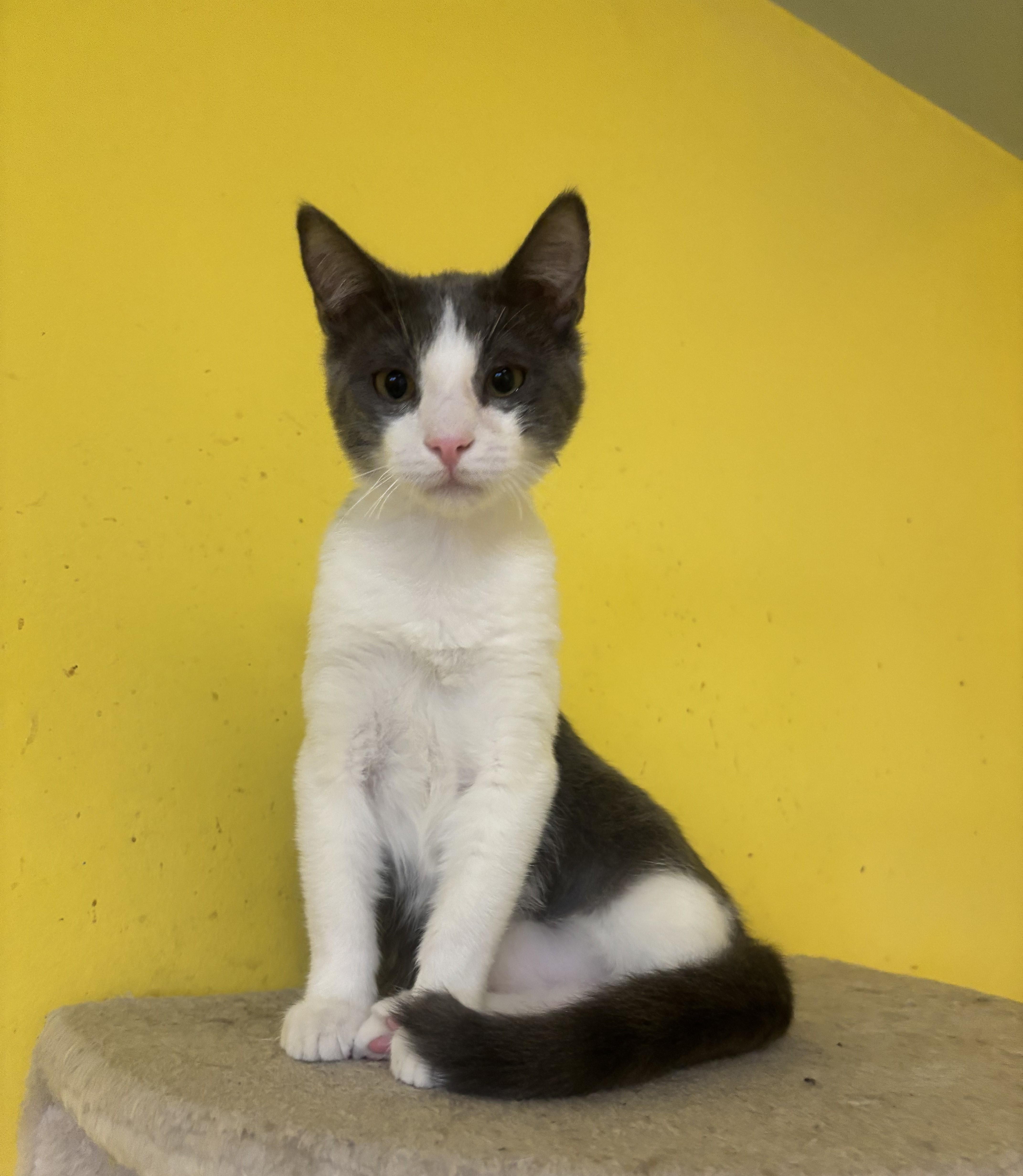 Enlarge Pinot, a Adoptable Domestic Short Hair in Whittier, CA image 5/6