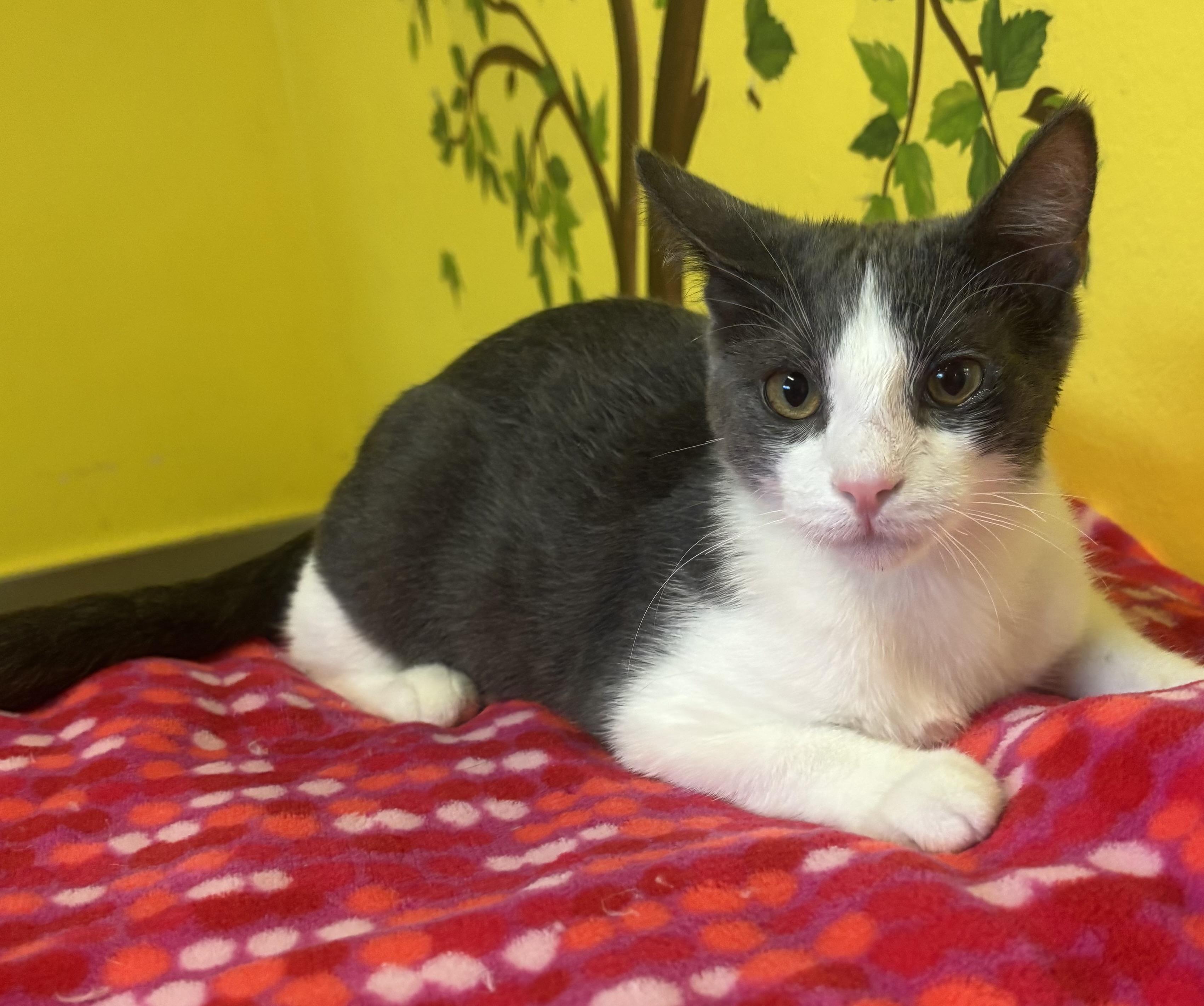 Enlarge Pinot, a Adoptable Domestic Short Hair in Whittier, CA image 1/6