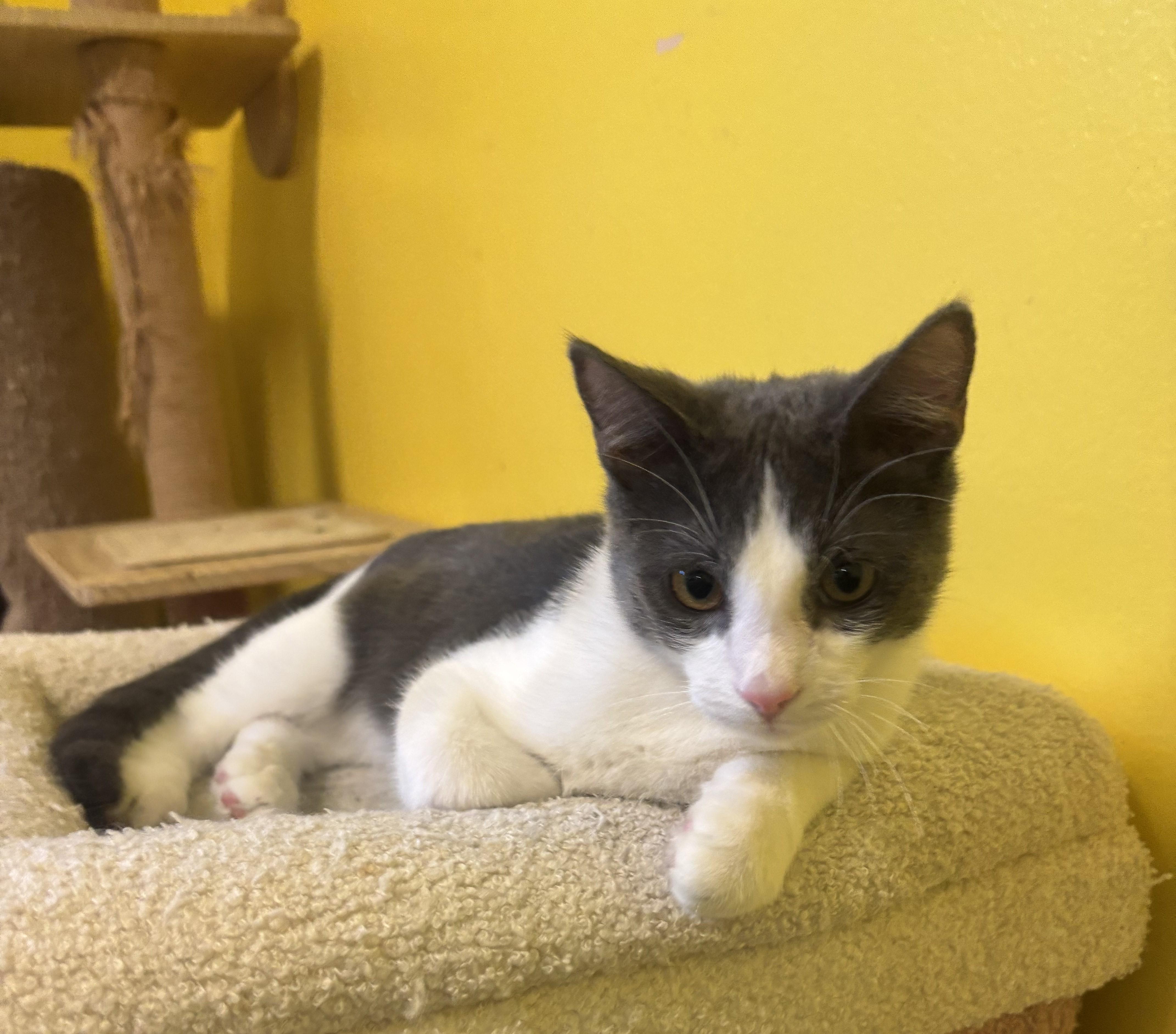 Enlarge Pinot, a Adoptable Domestic Short Hair in Whittier, CA image 2/6