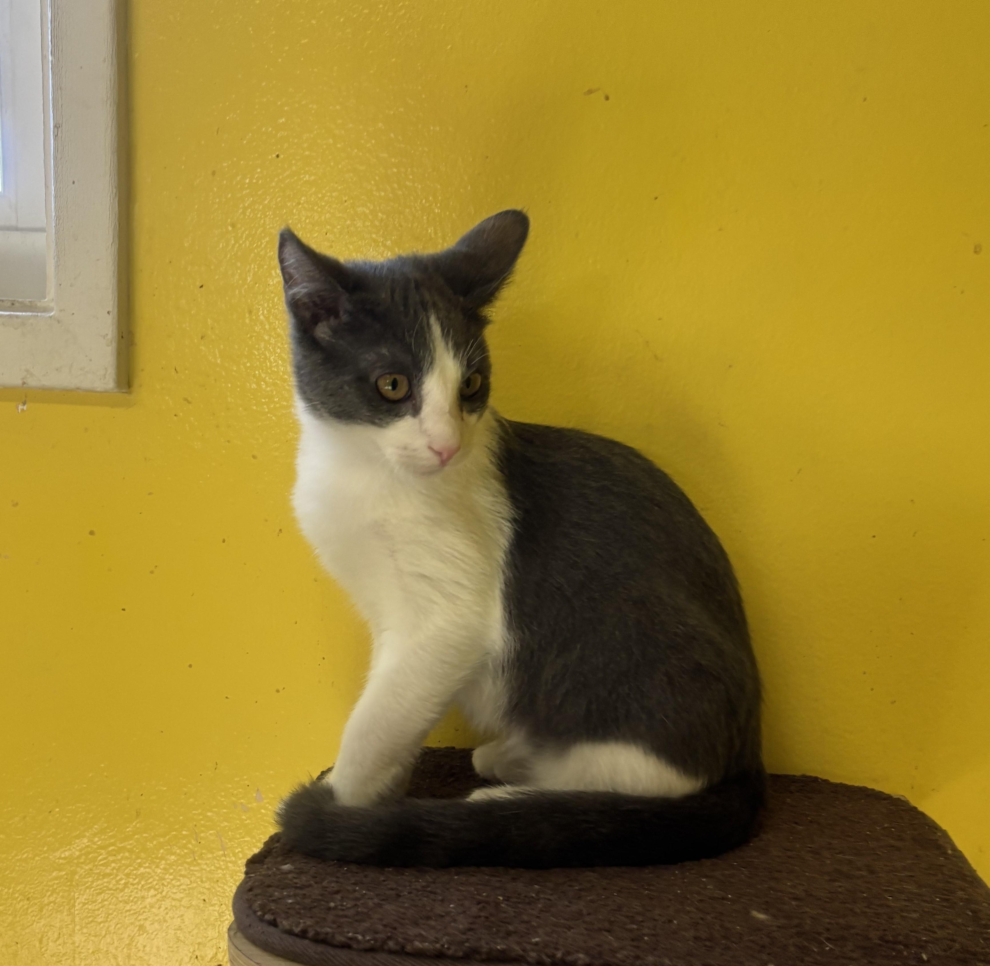 Enlarge Pinot, a Adoptable Domestic Short Hair in Whittier, CA image 6/6