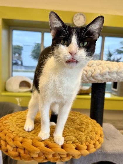 Enlarge Lee, a Adoptable Domestic Short Hair in Downers Grove, IL image 3/3