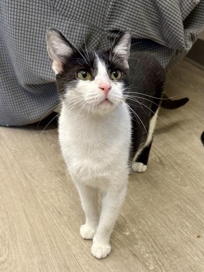 Enlarge Lee, a Adoptable Domestic Short Hair in Downers Grove, IL image 2/3
