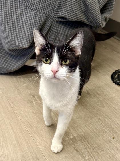 Lee, Adoptable, Adult Female Domestic Short Hair.