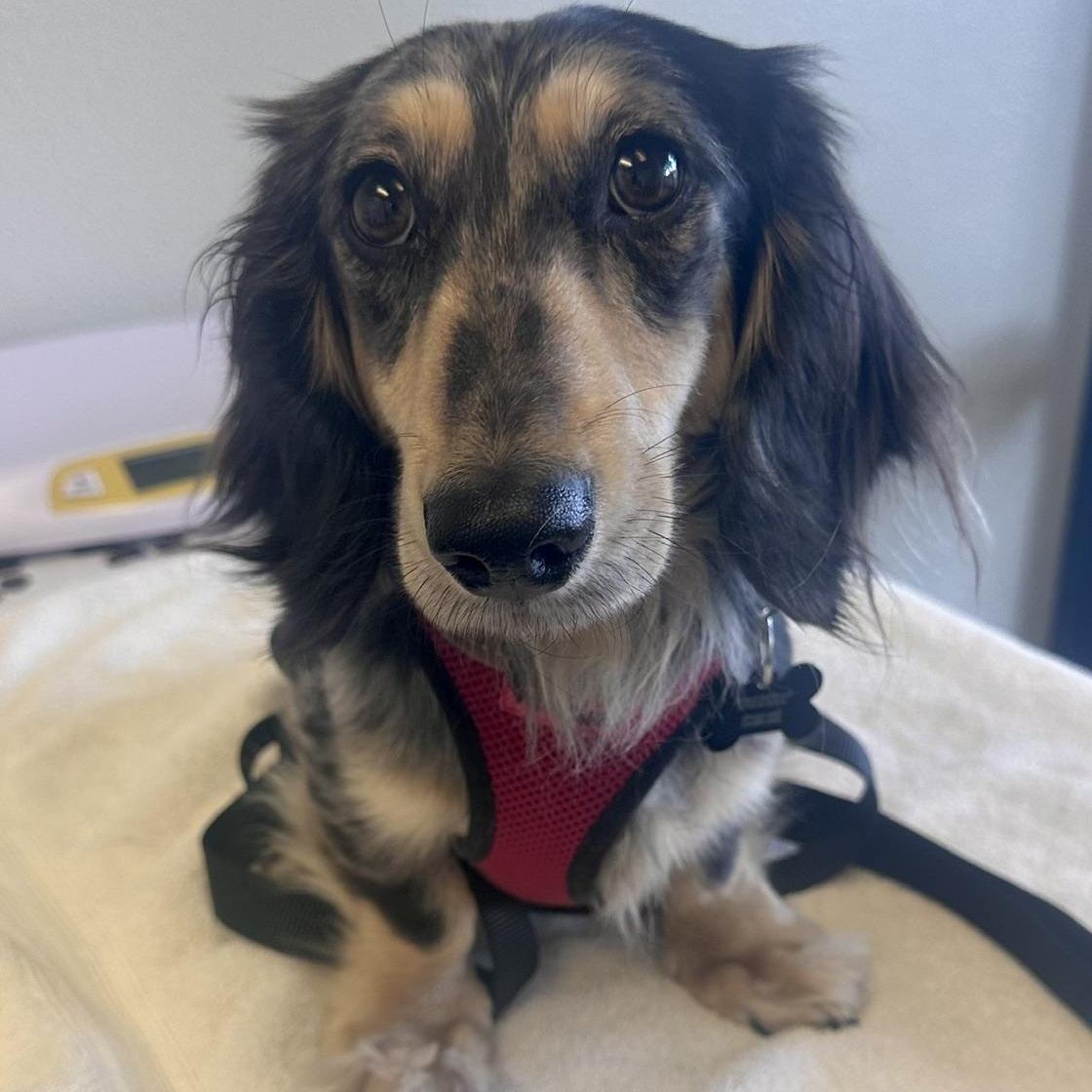Enlarge Maxx (NO MEN), a ADOPTABLE Dachshund (Long Haired) in Portland, OR image 2/2