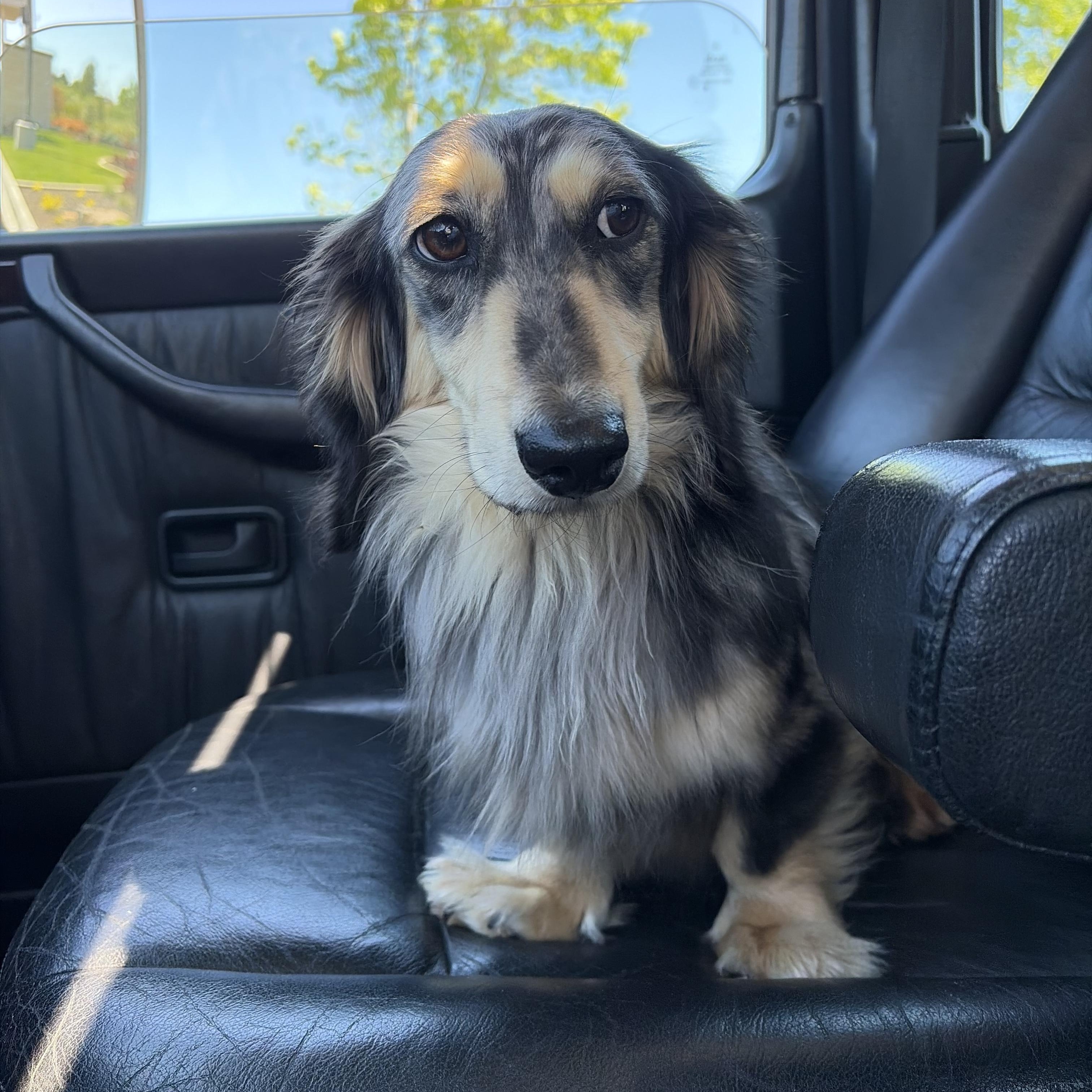 Max (COMING SOON), ADOPTABLE, Young Male Dachshund (Long Haired).