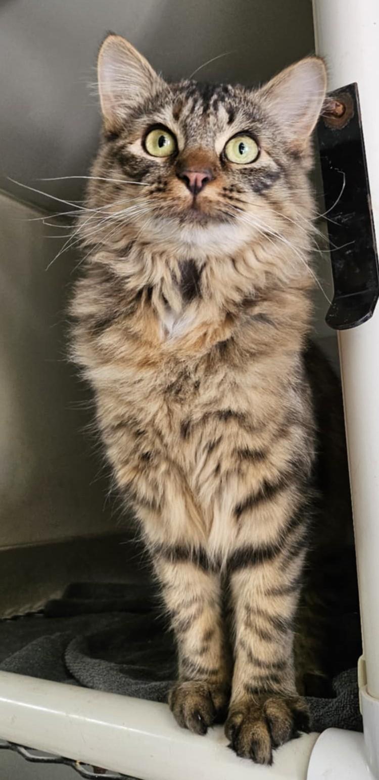 Chewy, ADOPTABLE, Young Female Domestic Medium Hair.