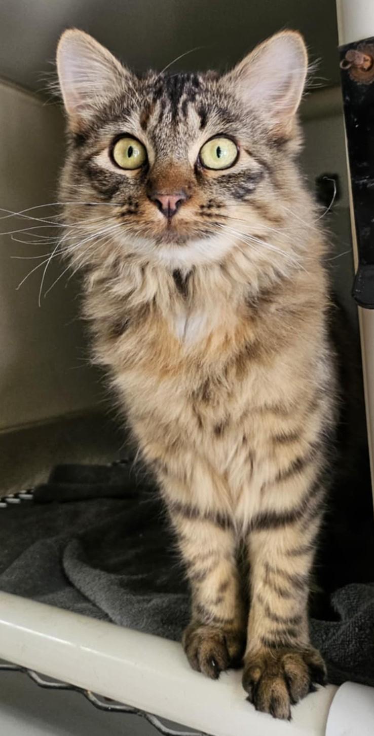 Enlarge Chewy, a ADOPTABLE Domestic Medium Hair in Chappell, NE image 3/3