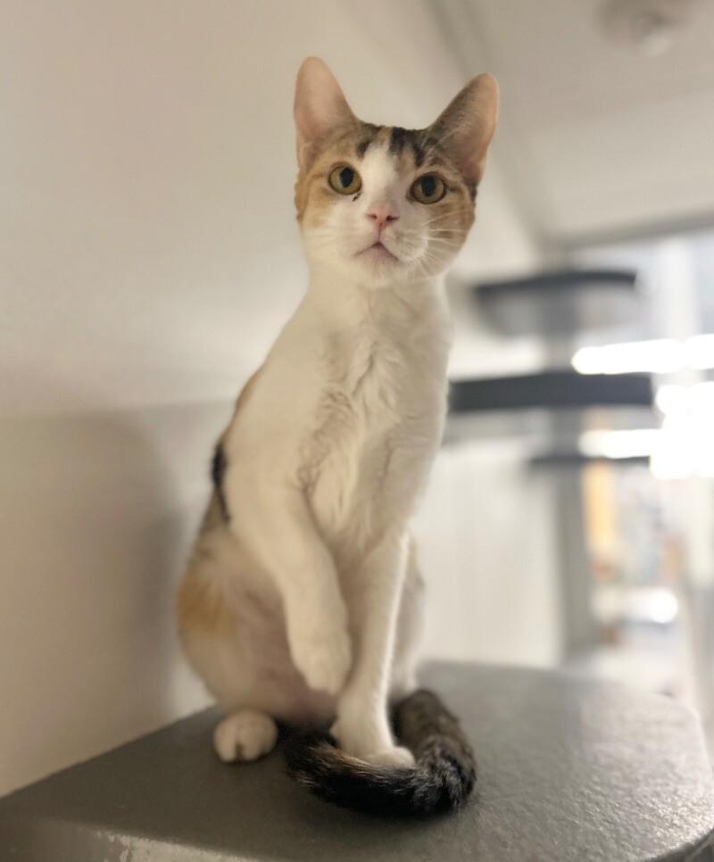 Enlarge Beans, a Adoptable Domestic Short Hair in Adrian, MI image 1/6