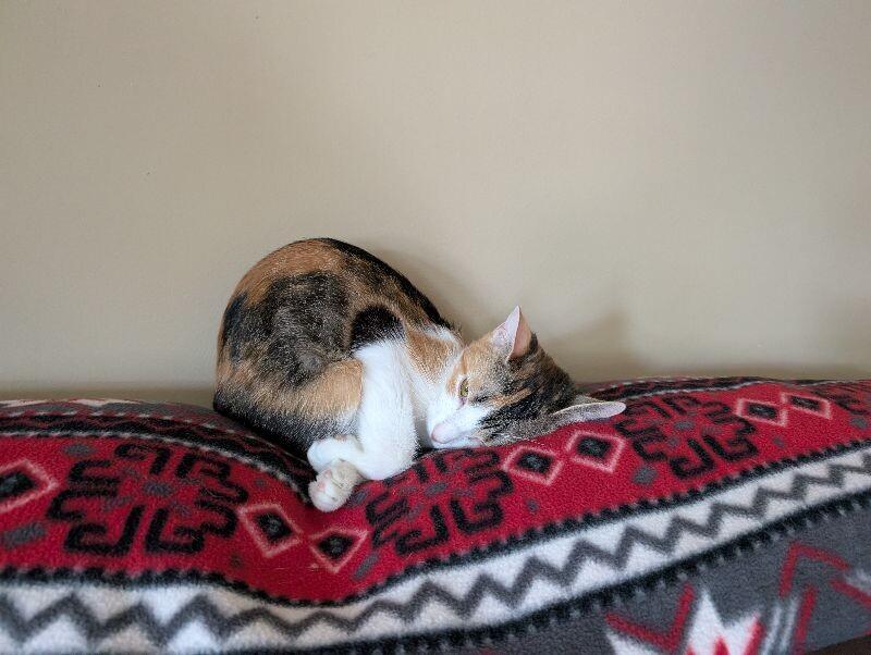 Enlarge Beans, a Adoptable Domestic Short Hair in Adrian, MI image 2/6
