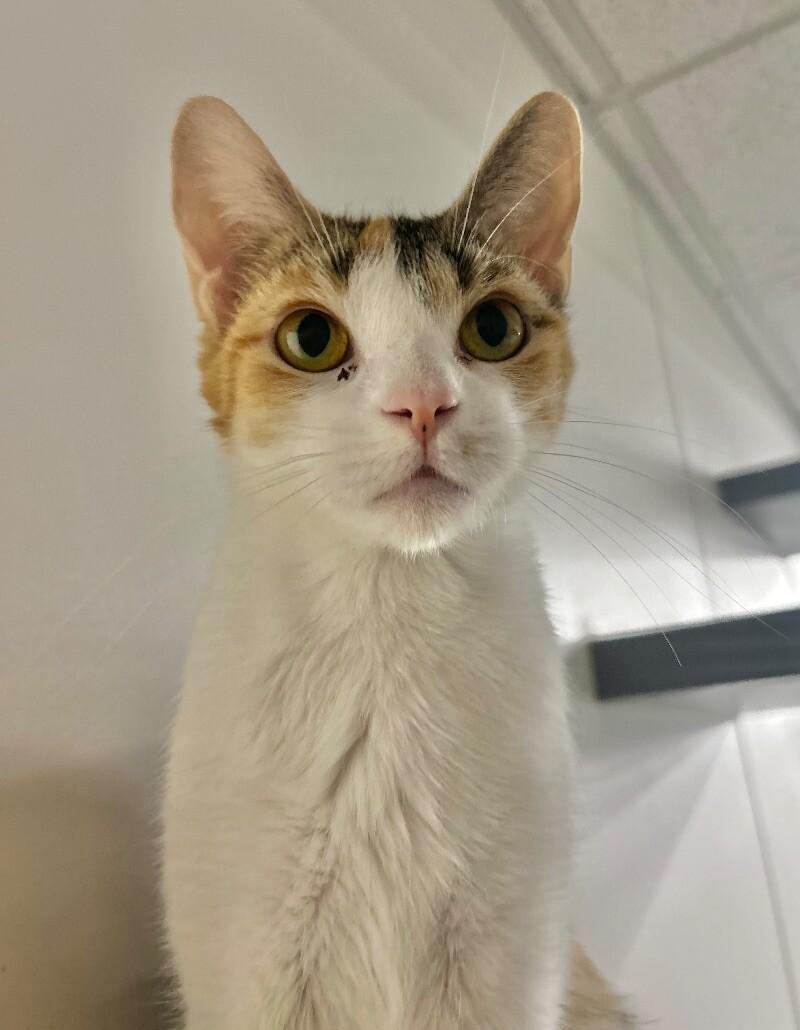Enlarge Beans, a Adoptable Domestic Short Hair in Adrian, MI image 3/6
