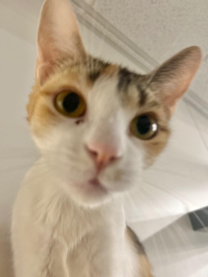 Enlarge Beans, a Adoptable Domestic Short Hair in Adrian, MI image 4/6