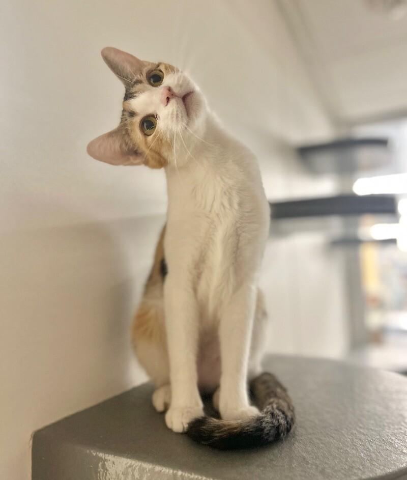 Enlarge Beans, a Adoptable Domestic Short Hair in Adrian, MI image 5/6
