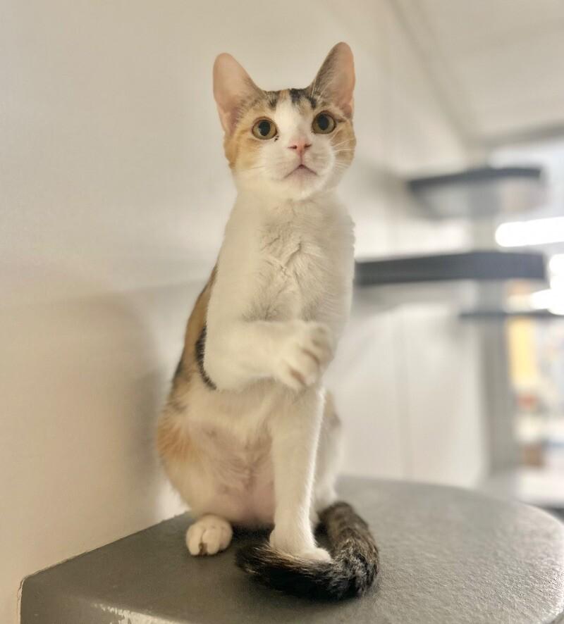 Enlarge Beans, a Adoptable Domestic Short Hair in Adrian, MI image 6/6