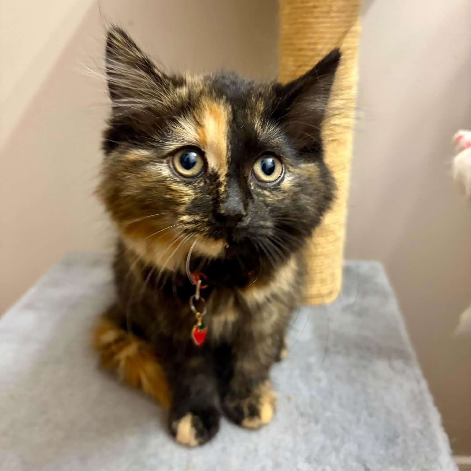 Gaby, adopted, Kitten Female Domestic Medium Hair.