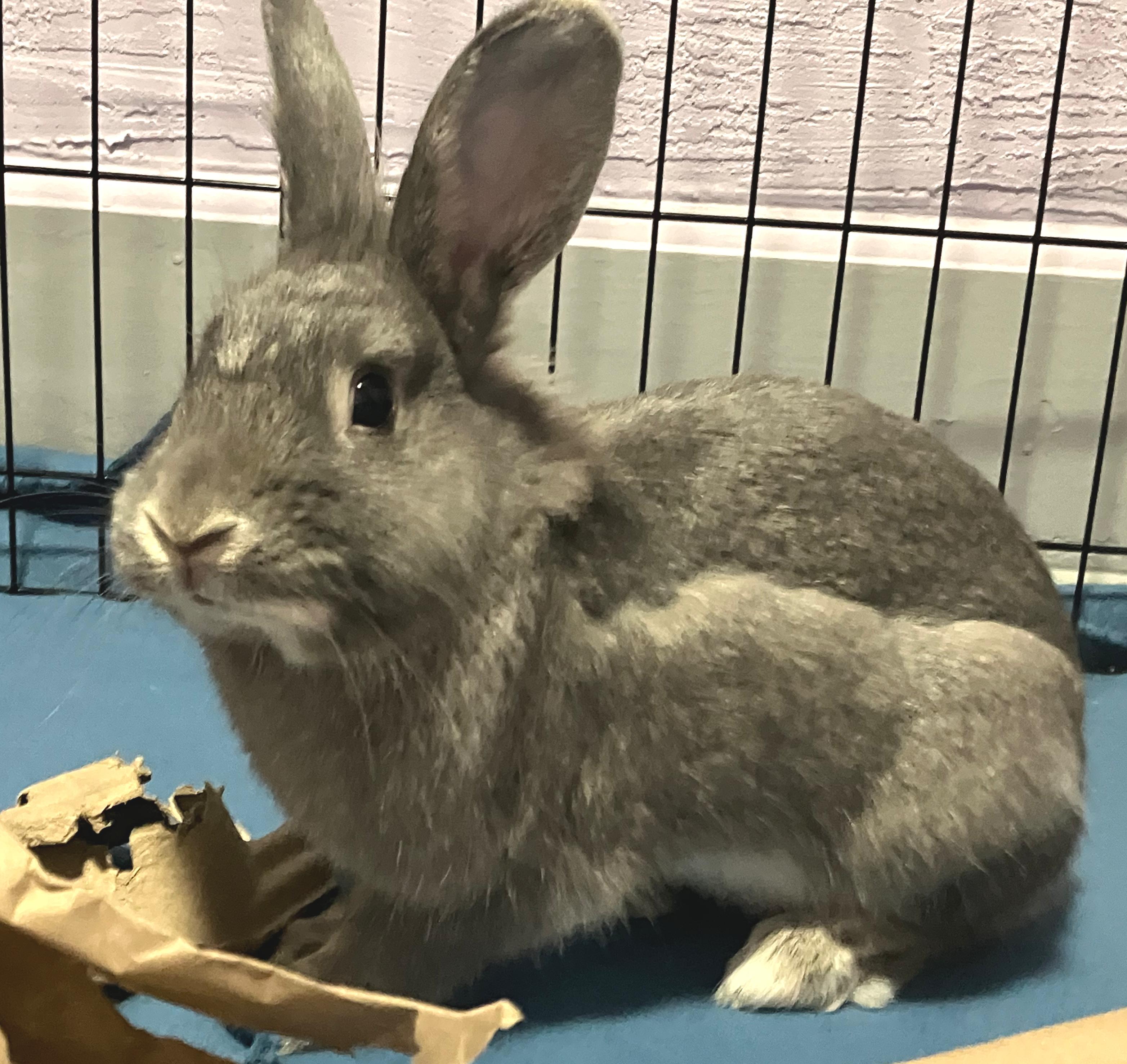 Enlarge Baelor, an adopted mixed breed in Oshkosh, WI image 4/6